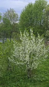 Участок в Рязанская область, Рязанский район, Окское с/пос, пос. ...