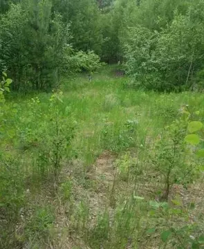 Участок в Иркутская область, Иркутский муниципальный округ, Сельстрой ...