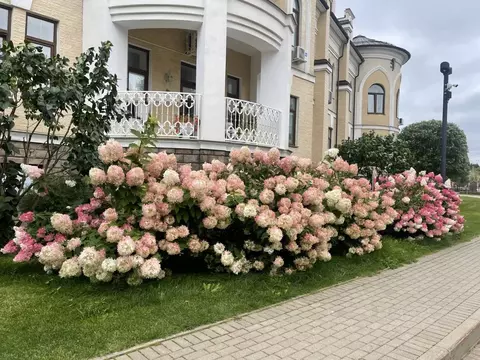 Студия Московская область, Истра муниципальный округ, д. Писково 122 ...