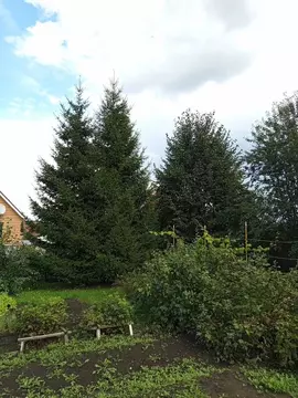 Участок в Новосибирская область, Бердск просп. Цветной (8.0 сот.)