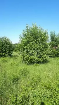 Участок в Тульская область, Ясногорский район, Иваньковское с/пос, с. ...