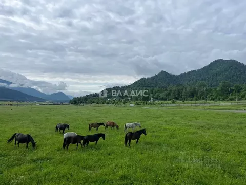 Участок в Алтай, Чемальский район, с. Анос ул. Ясная (12.5 сот.)