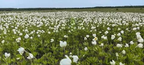 Участок в Бурятия, Кабанский район, с. Истомино  (8.0 сот.)