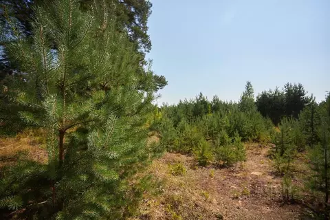 Участок в Ленинградская область, Выборгский район, Первомайское с/пос, ...