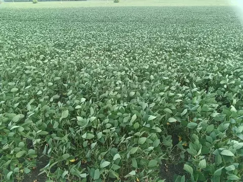 Участок в Белгородская область, Красногвардейский район, Никитовское ...