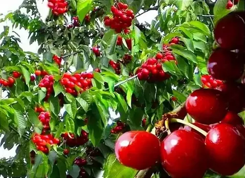 Участок в Краснодарский край, муниципальный округ Анапа, хутор Красный ...