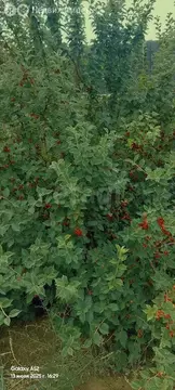 Дом в Иволгинский район, сельское поселение Нижнеиволгинское, ДНТ ...