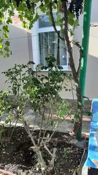 Дом в Крым, Евпатория ул. Рабочая, 2/52 (40 м)