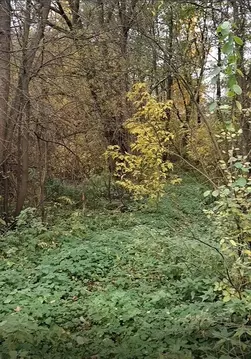 Участок в Московская область, Лосино-Петровский городской округ, д. ...