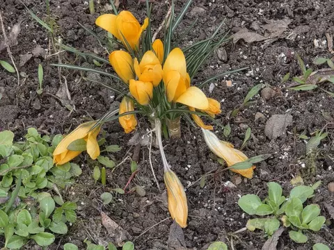 Участок в Коми, Сыктывдинский муниципальный район, с. Выльгорт ул. ...