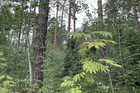 Участок в посёлок Николина Гора, КП Сосновый бор (50 м)