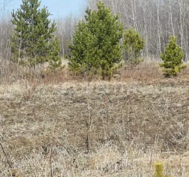 Участок в Тюменская область, Тюменский муниципальный округ, с. Борки  ...