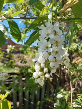 Участок в Саха (Якутия), Якутск пер. Стахановский (12.18 сот.)