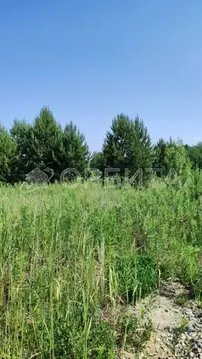 Участок в Тюменская область, Тюменский муниципальный округ, с. Борки  ...