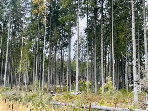 Участок в Ленинградская область, Сертолово Всеволожский район, Медное ...