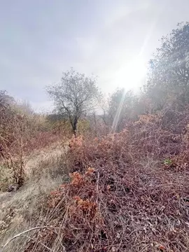 Участок в Саратовская область, Вольск Хвалынская ул., 39 (12.85 сот.)