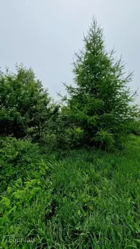 Участок в Иркутская область, Усольский район, Железнодорожное с/пос, ...