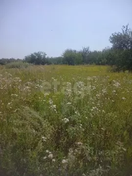 Участок в Белгородская область, Алексеевский муниципальный округ, с. ...