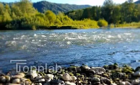 Участок в Алтайский край, Краснощековский район, Чинетинский ...
