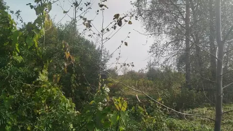 Участок в Московская область, Талдомский городской округ, Запрудня пгт ...