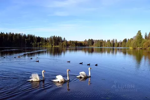 Участок в Ленинградская область, Выборгский район, Рощинское городское ...