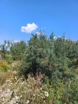 Участок в Воронежская область, Рамонский район, Березовское с/пос, д. ...