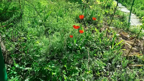 Участок в Краснодарский край, Новороссийск Майковская ул. (6.5 сот.)