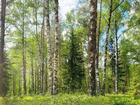 Участок в Ленинградская область, Всеволожский район, Куйвозовское ...