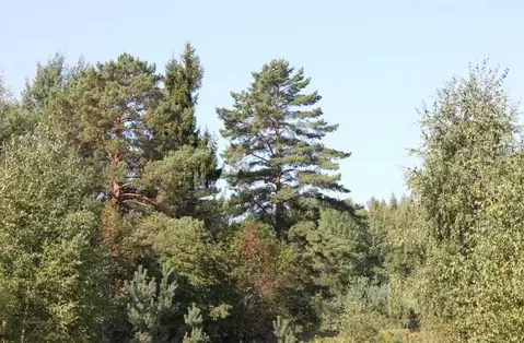 Участок в Тверская область, Вышневолоцкий муниципальный округ, д. ...
