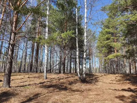 Участок в Свердловская область, Белоярский муниципальный округ, Рябина ...
