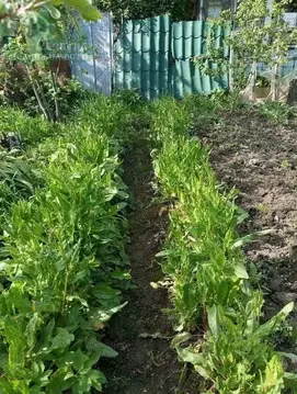 Участок в Смоленская область, Смоленский муниципальный округ, Аушра ...