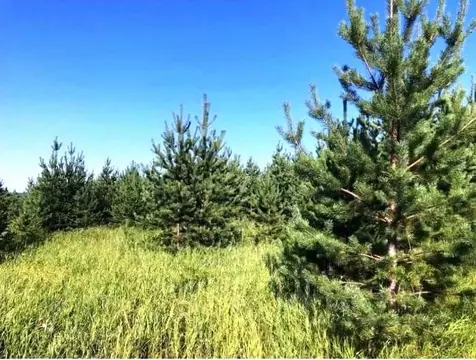 Участок в Костромская область, Костромской район, Бакшеевское с/пос, ...