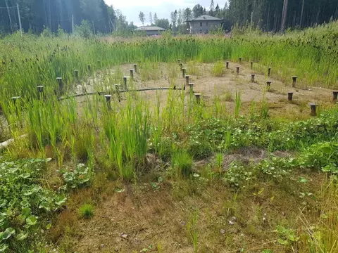 Участок в Ленинградская область, Сертолово Всеволожский район,  (10.0 ...