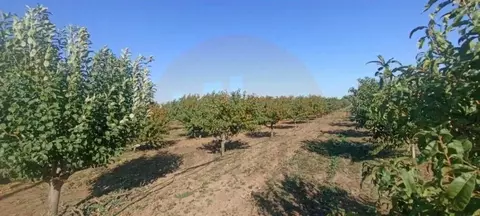 Участок в Крым, Сакский район, Лесновское с/пос, с. Владимировка ул. ...