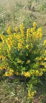 Участок в Ярославская область, Ярославский район, Курбское с/пос, д. ...