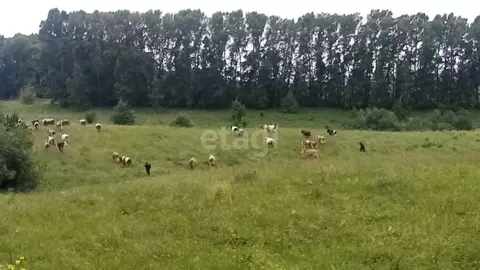 Участок в Алтайский край, Алтайский район, с. Алтайское ул. Революции ...