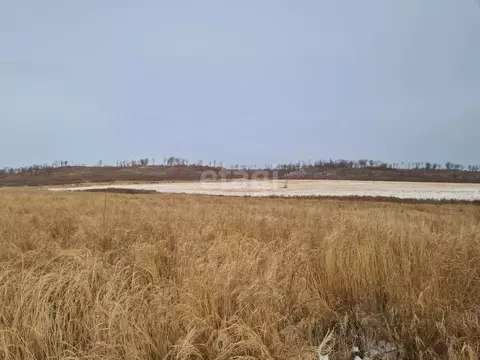 Участок в Амурская область, Благовещенск Игнатьевское ш. (1090.0 сот.)