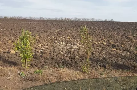 Участок в Белгородская область, Новооскольский муниципальный округ, с. ...