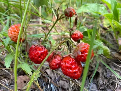 Участок в Калужская область, Перемышльский район, Большие Козлы с/пос, ...