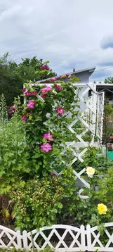 Дом в Владимирская область, Собинский муниципальный округ, Мелиоратор ...