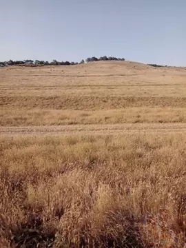 Участок в Крым, Сакский район, Ореховское с/пос, южнее СК Береговой ...