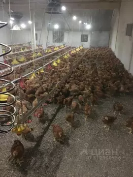 Производственное помещение в Калининградская область, Гвардейский ...