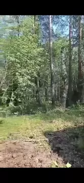 Участок в Ленинградская область, Всеволожское городское поселение, ...