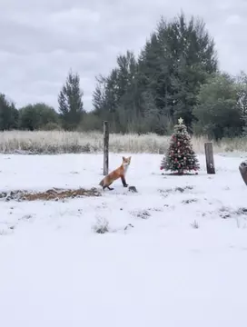 Участок в Ленинградская область, Выборгский район, Красносельское ...