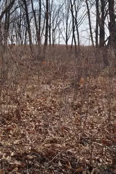 Участок в Приморский край, Надеждинский район, пос. Западный  (10.0 ...