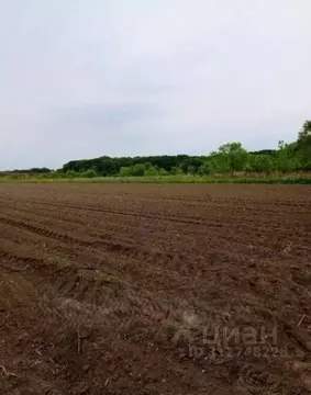 Участок в Приморский край, Михайловский муниципальный округ, с. ...