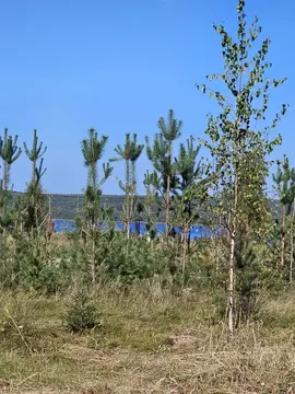 Участок в Ленинградская область, Приозерский район, Петровское с/пос  ...
