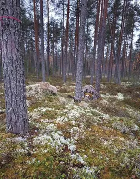 Участок в Ленинградская область, Выборгский район, Каменногорское ...