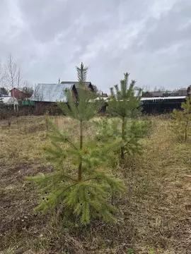 Участок в Пермский край, Добрянка Тюсь садовые участки,  (9.8 сот.)