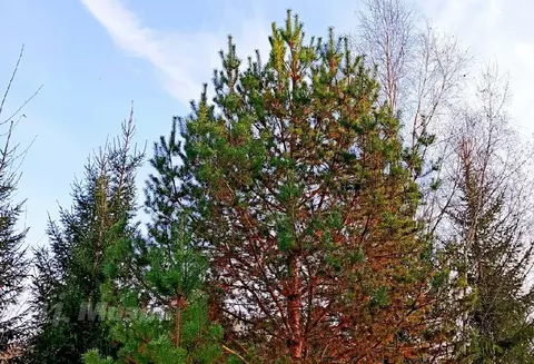 Продается участок в КП Скоротово